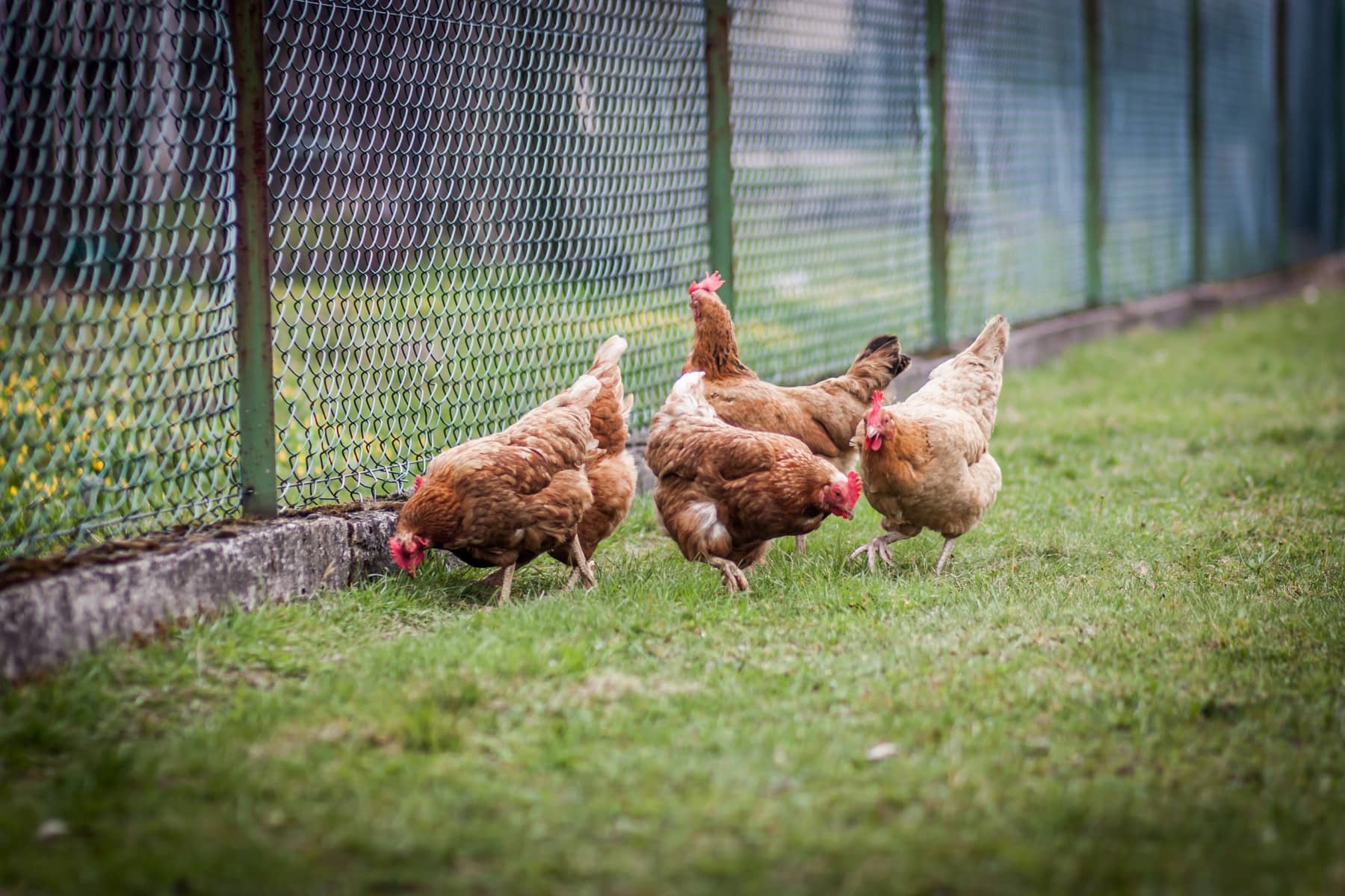 Chickens pecking in the grass during a home visit
