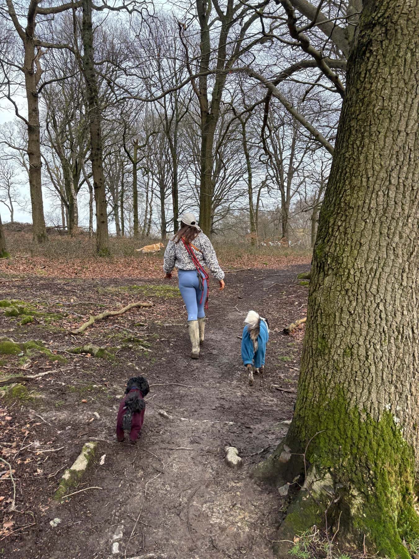Dogs exploring woodland near Horsham